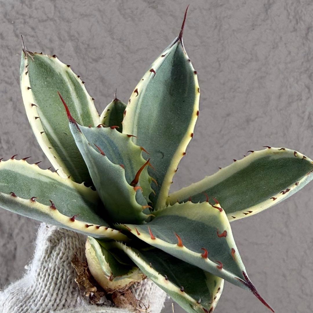 S*吉様 【アガベ パリー“オリザバ”】最高コントラスト/明瞭斑入り/L-1