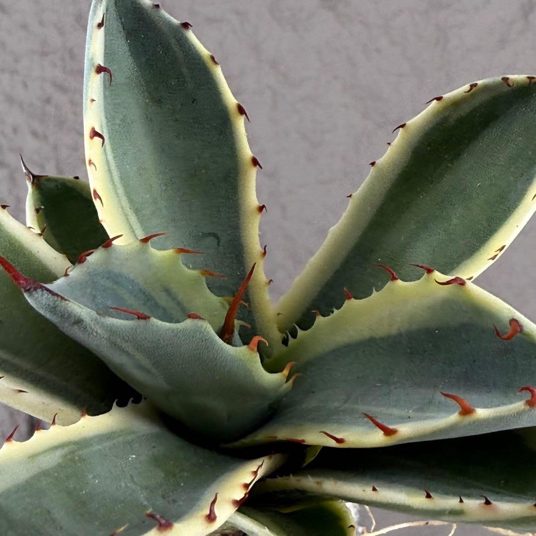 S*吉様 【アガベ パリー“オリザバ”】最高コントラスト/明瞭斑入り/L-1