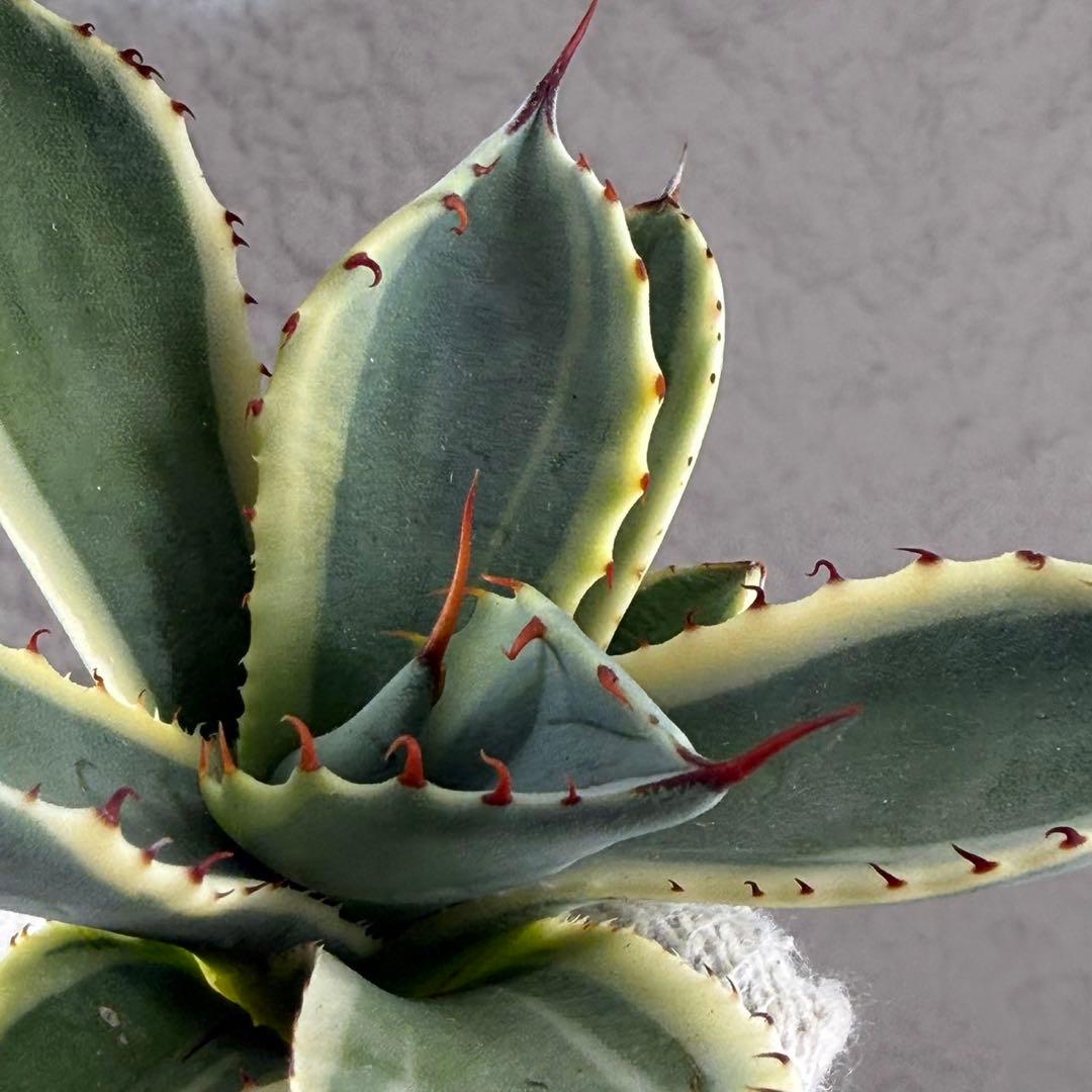 S*吉様 【アガベ パリー“オリザバ”】最高コントラスト/明瞭斑入り/L-1