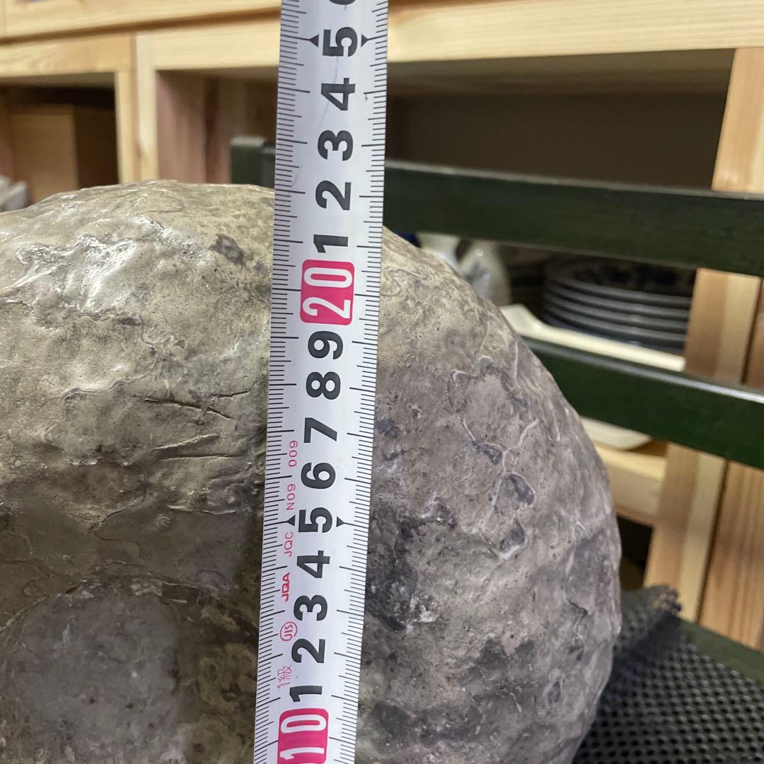 北海道中川産アンモナイト化石　大ぶり　白亜紀アンモナイト