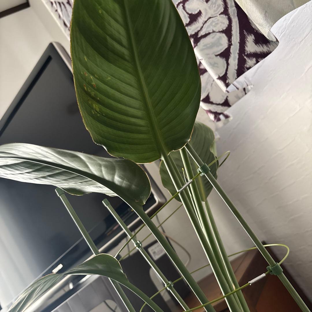 【美形】ストレチアオーガスタ