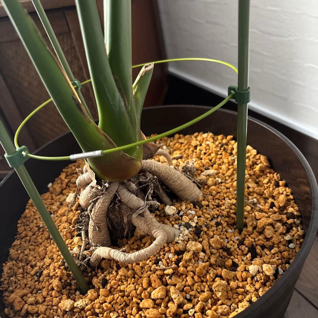 【美形】ストレチアオーガスタ