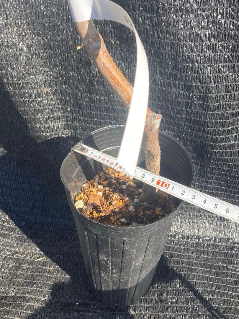 ③*:ஐ大雪ナツメ*:ஐ接木・棗（なつめ）・苗木【スーパージャイアント】苗・４号