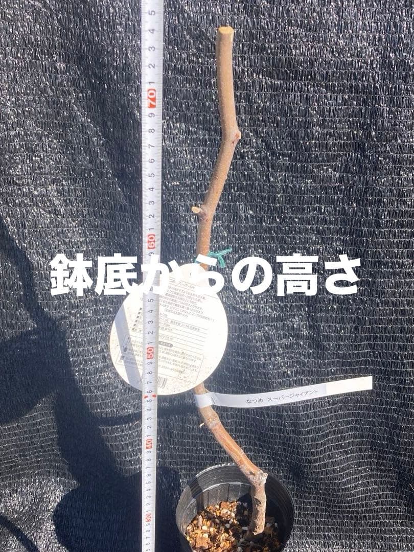 ③*:ஐ大雪ナツメ*:ஐ接木・棗（なつめ）・苗木【スーパージャイアント】苗・４号