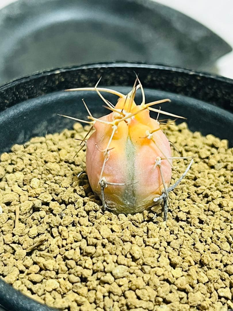 年末年始SALE✨ ✨現物①点限り✨超激レア✨光淋錦✨こうりん錦✨