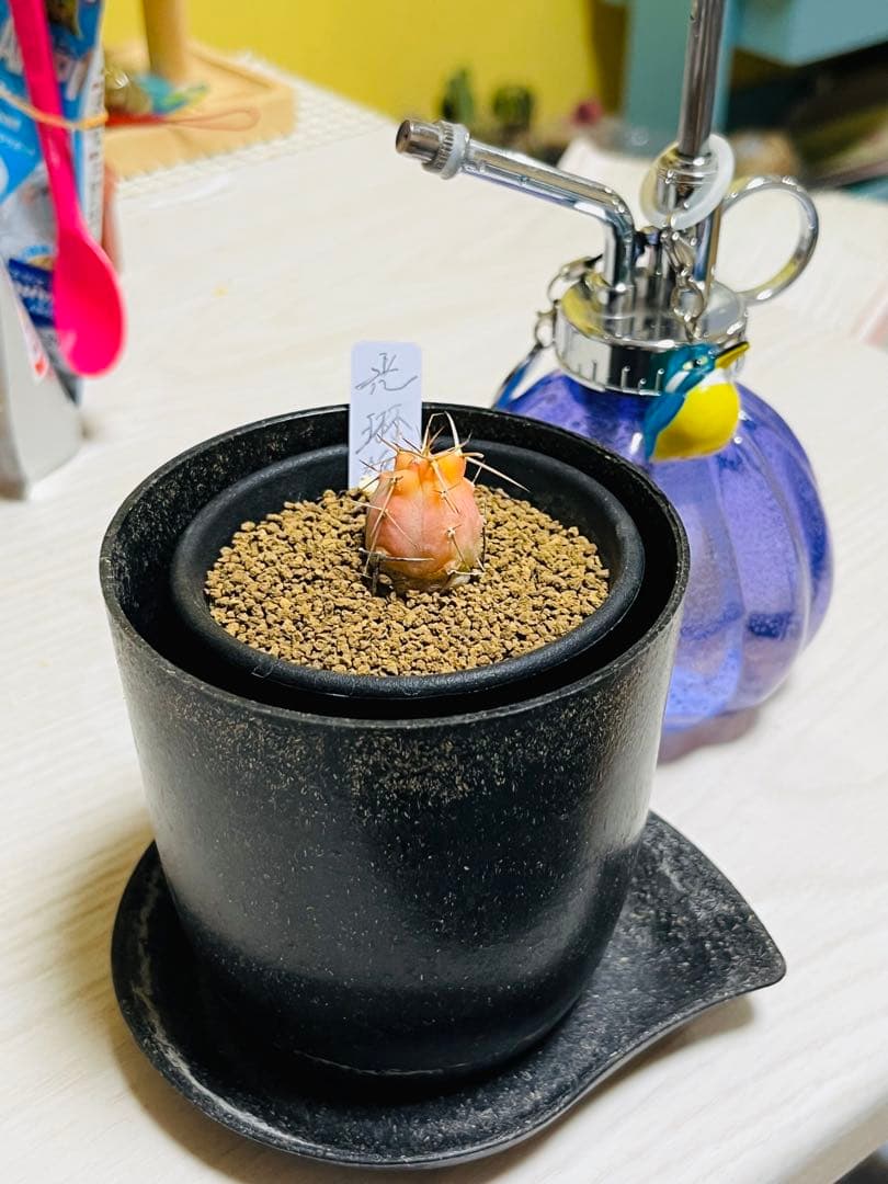 年末年始SALE✨ ✨現物①点限り✨超激レア✨光淋錦✨こうりん錦✨