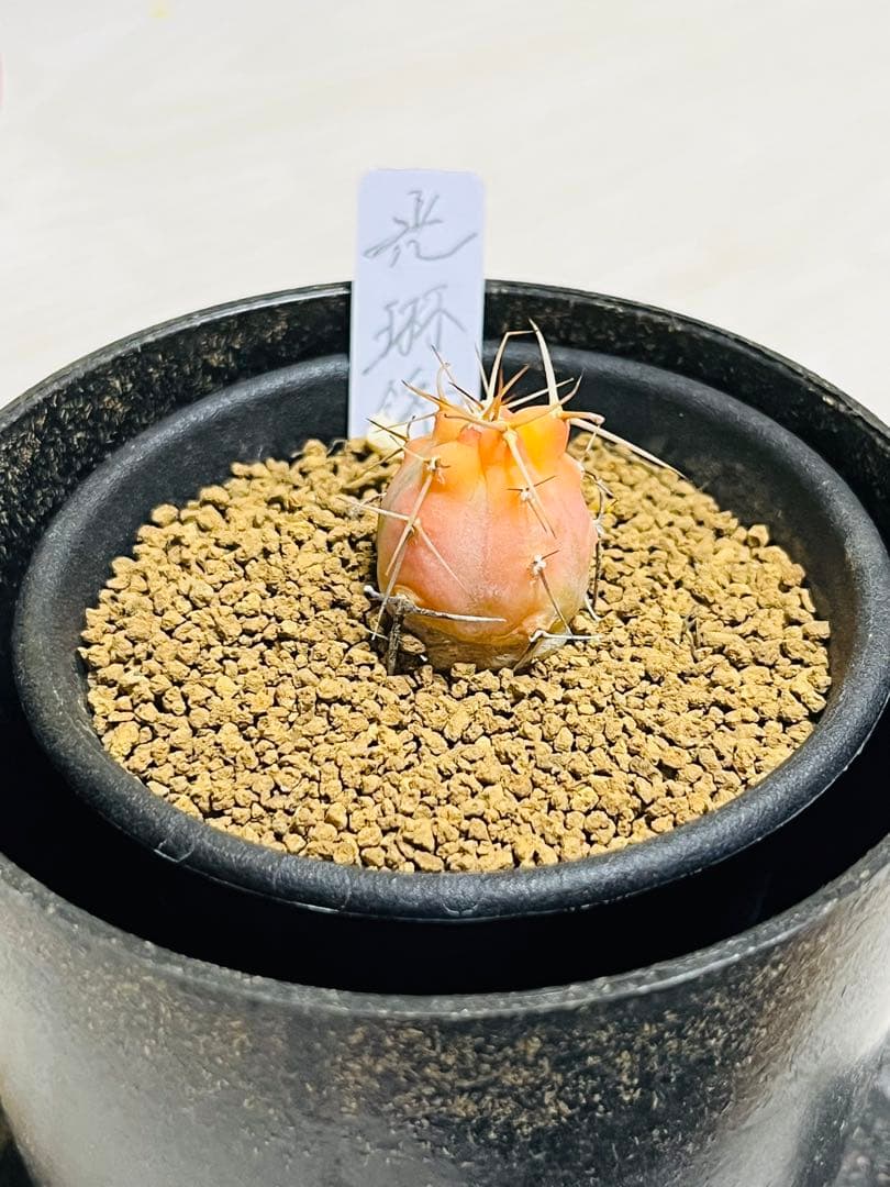 年末年始SALE✨ ✨現物①点限り✨超激レア✨光淋錦✨こうりん錦✨