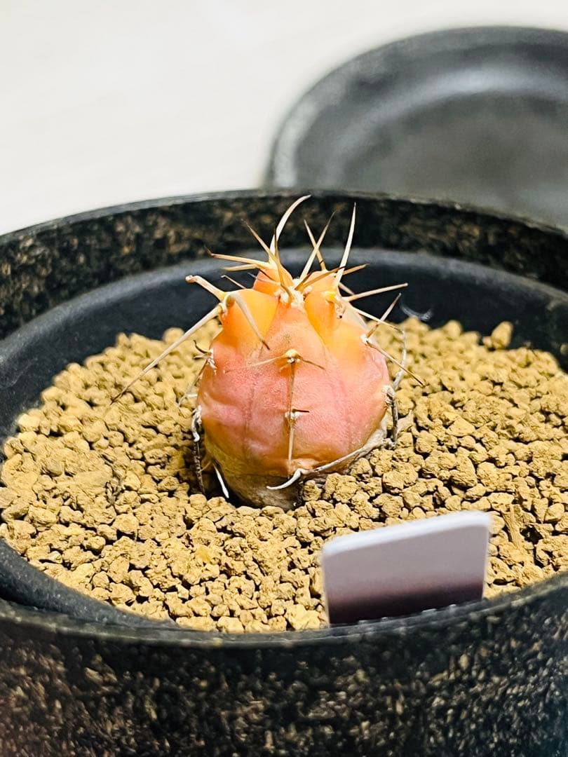 年末年始SALE✨ ✨現物①点限り✨超激レア✨光淋錦✨こうりん錦✨