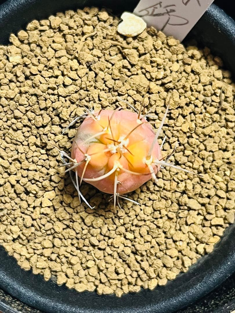 年末年始SALE✨ ✨現物①点限り✨超激レア✨光淋錦✨こうりん錦✨