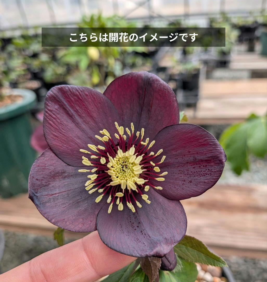 クリスマスローズ・卑弥呼