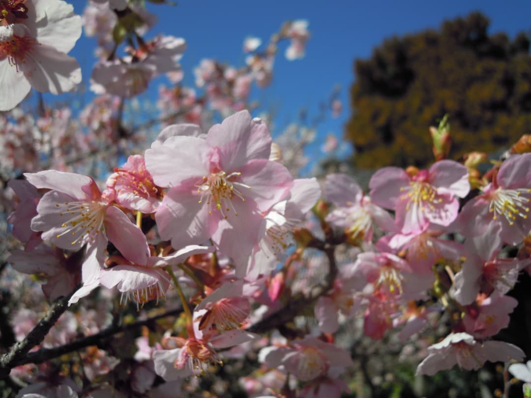 実写良⭕️【動作確認済】Nikon COOLPIX S640　レッド　デジカメ