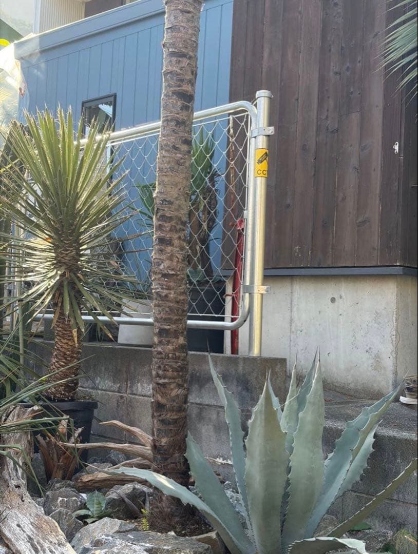 極耐寒性ヤシ　トウシュロ特大◇ドライガーデン南国リゾート西海岸アガベ ユッカ島