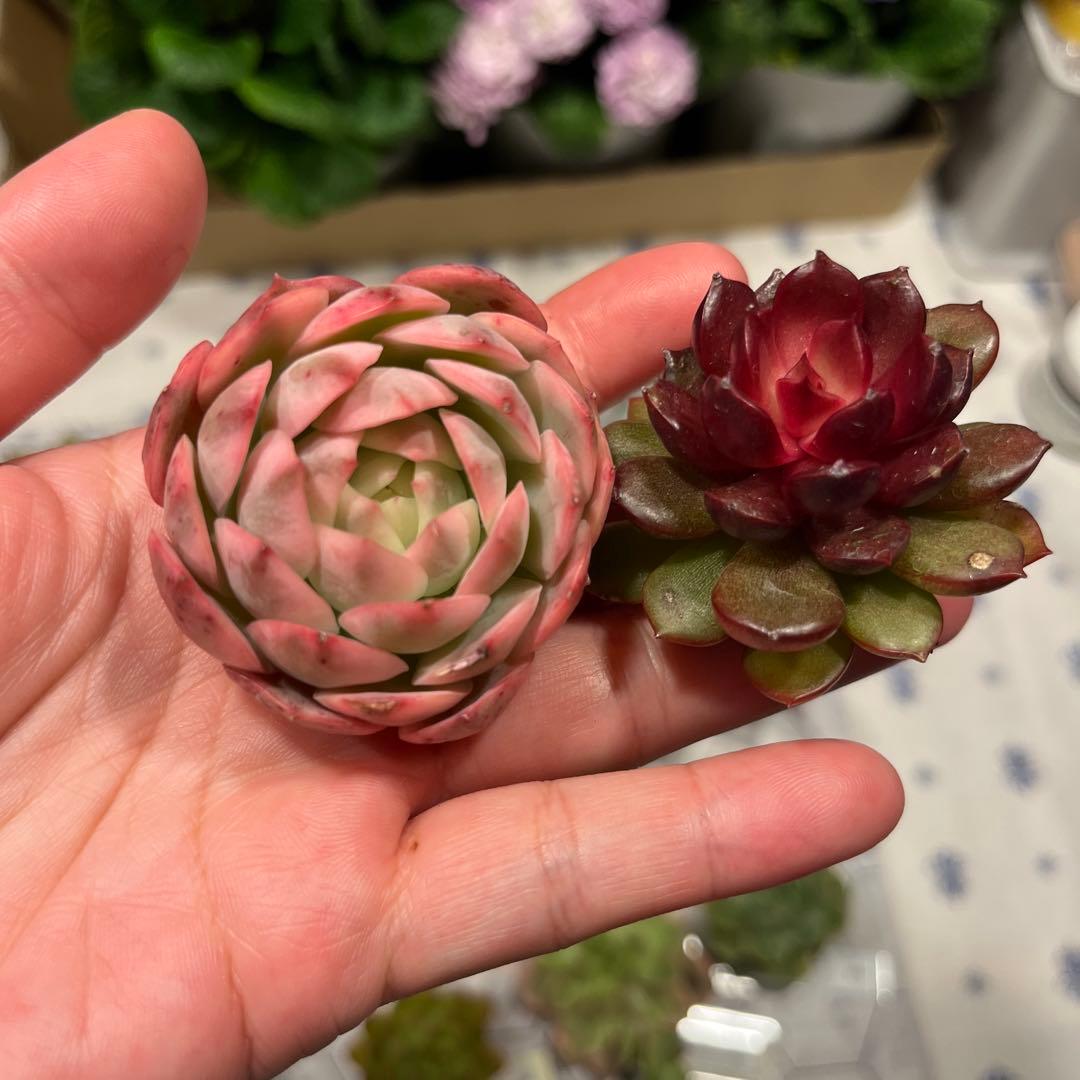 Mariri　韓国苗セット