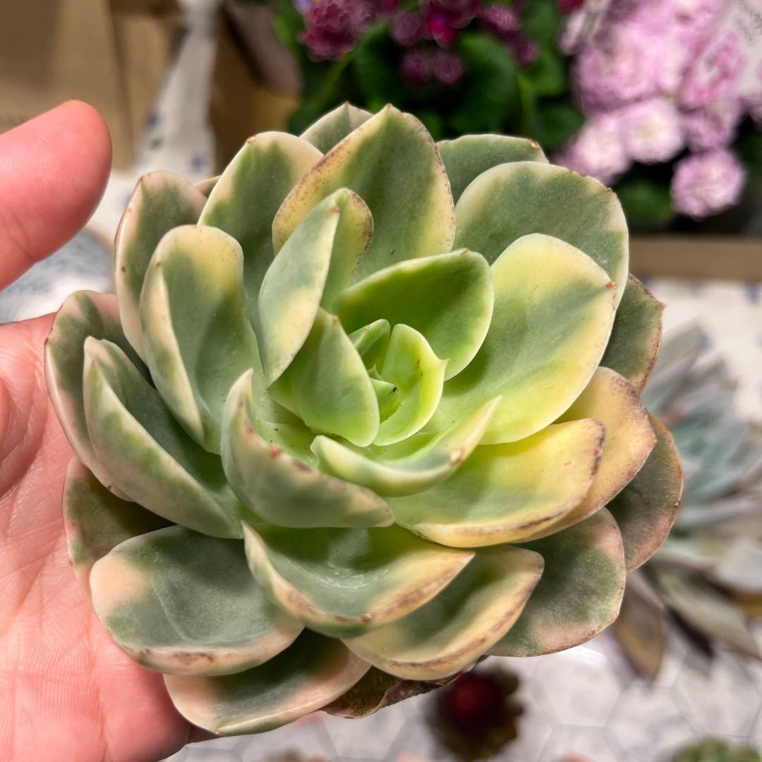 Mariri　韓国苗セット