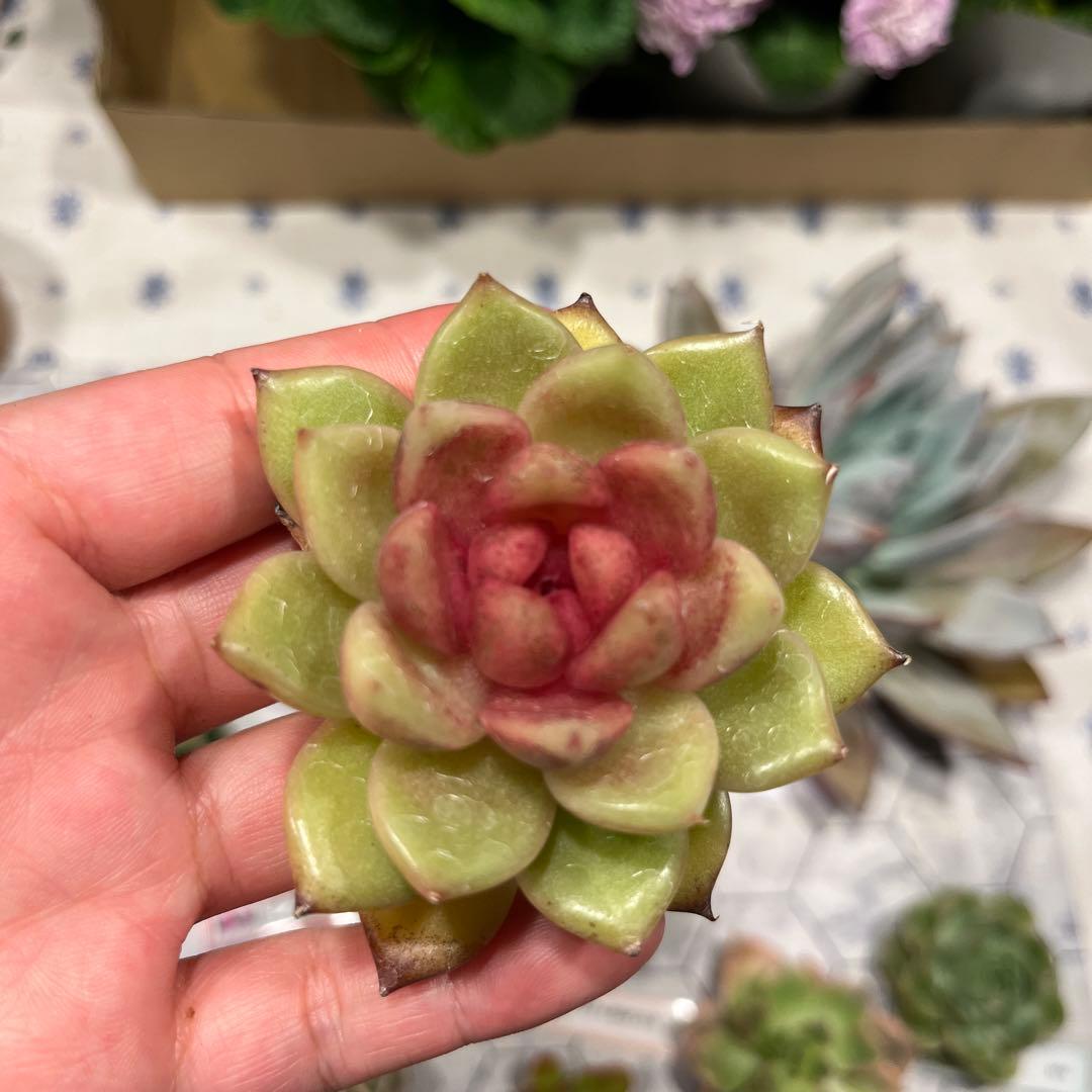 Mariri　韓国苗セット