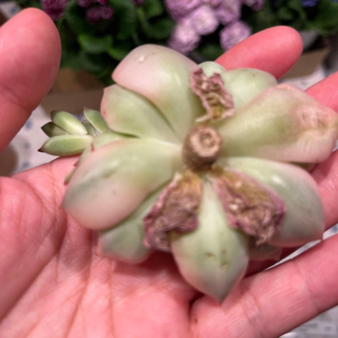 Mariri　韓国苗セット