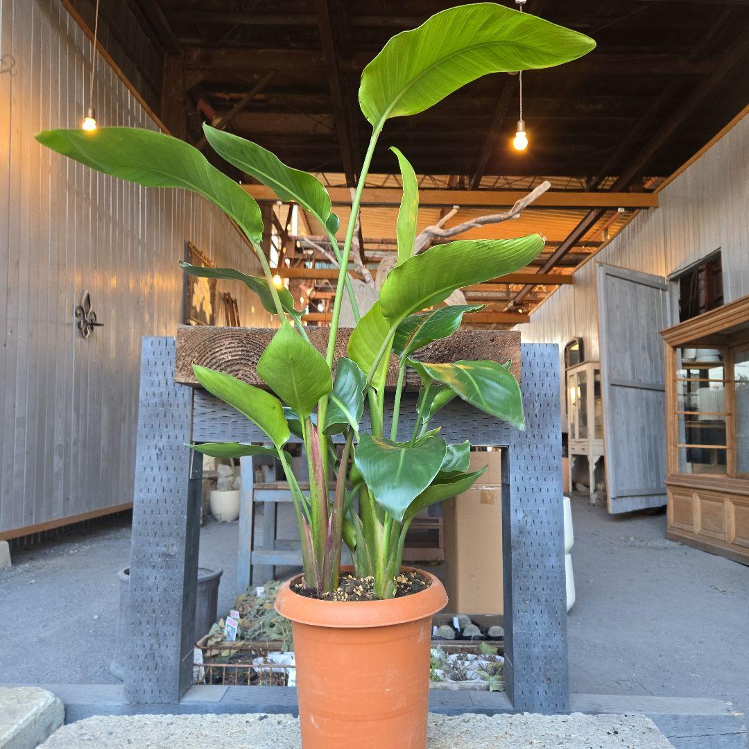②　ストレリチアオーガスタ　8号４株植え特大苗木最高等級極上品‼️