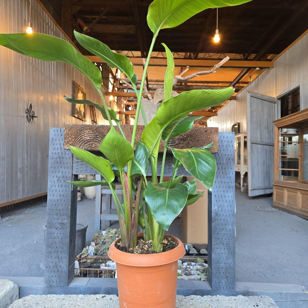 ②　ストレリチアオーガスタ　8号４株植え特大苗木最高等級極上品‼️