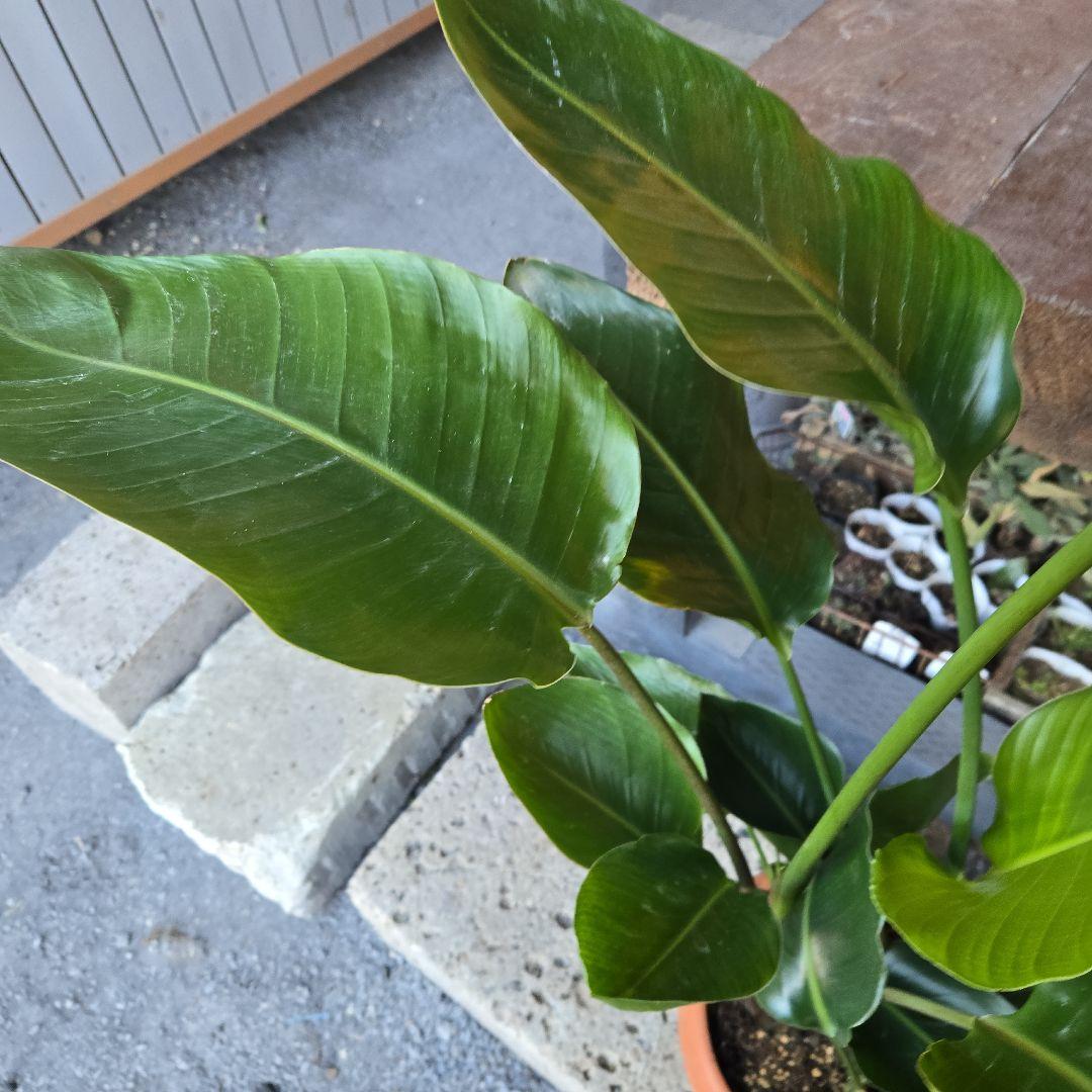②　ストレリチアオーガスタ　8号４株植え特大苗木最高等級極上品‼️