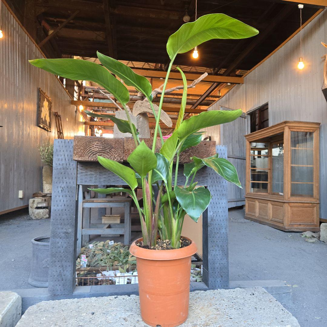 ②　ストレリチアオーガスタ　8号４株植え特大苗木最高等級極上品‼️