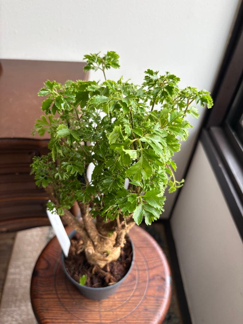 ポリシャス パセリ parsley 4号 ①