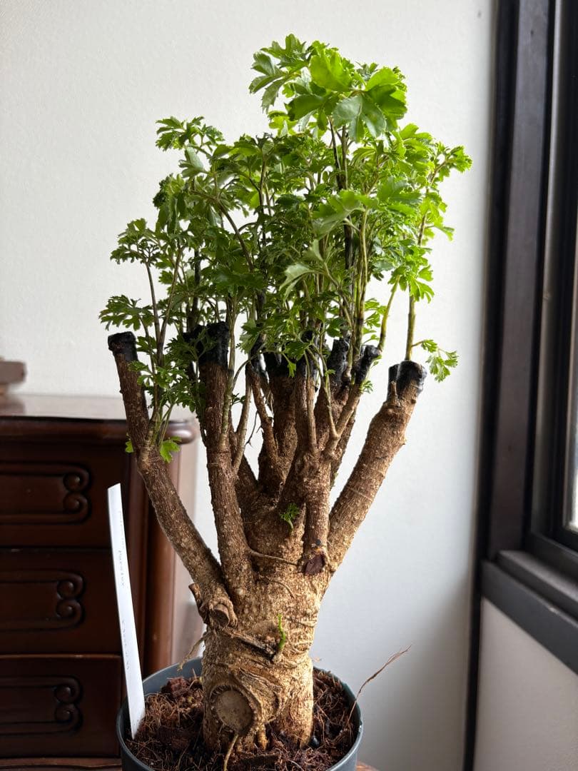 ポリシャス パセリ parsley 4号 ①