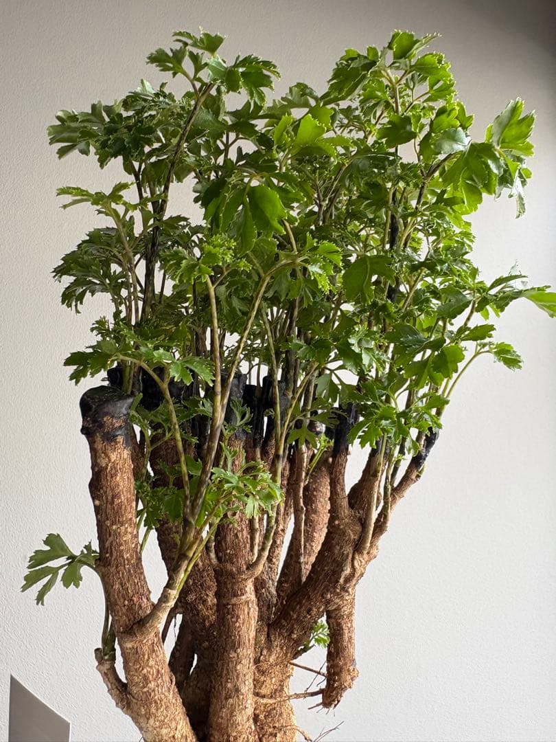 ポリシャス パセリ parsley 4号 ①