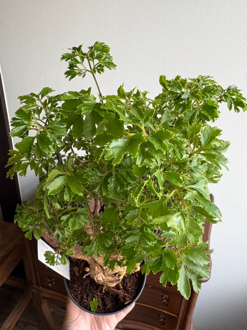 ポリシャス パセリ parsley 4号 ①