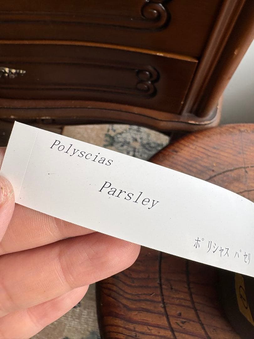 ポリシャス パセリ parsley 4号 ①