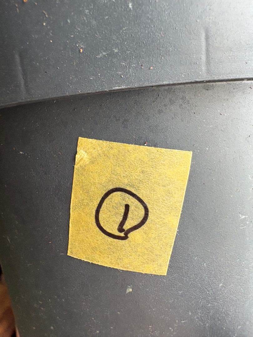 ポリシャス パセリ parsley 4号 ①