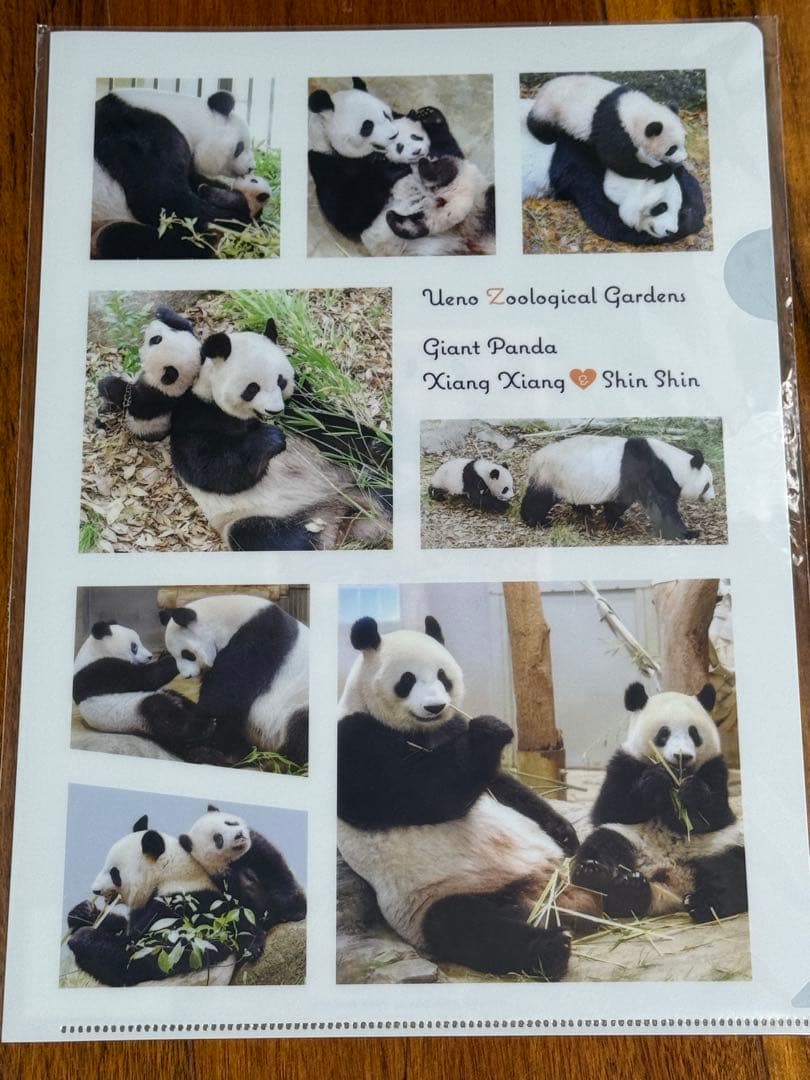 上野動物園　シャンシャン　レイレイ　シャオシャオ　クリアファイル