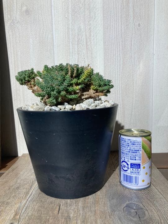 ユーフォルビア　アトロビリディス　　「レア、大株」