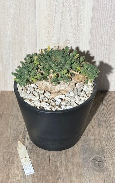 ユーフォルビア　アトロビリディス　　「レア、大株」