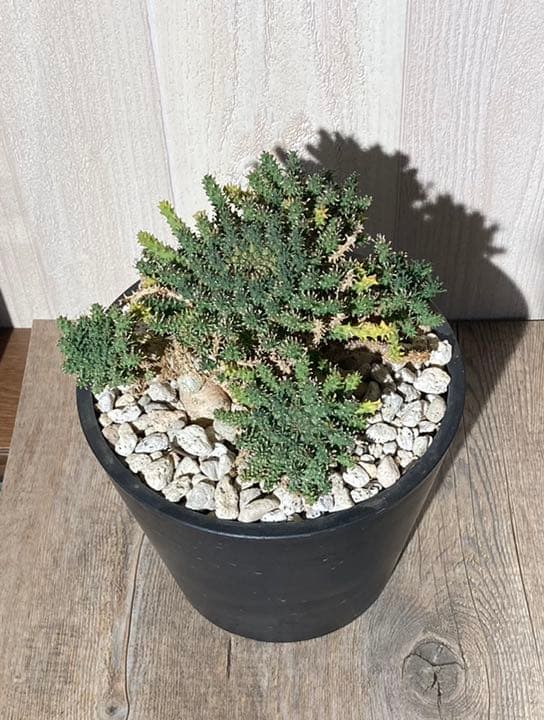 ユーフォルビア　アトロビリディス　　「レア、大株」