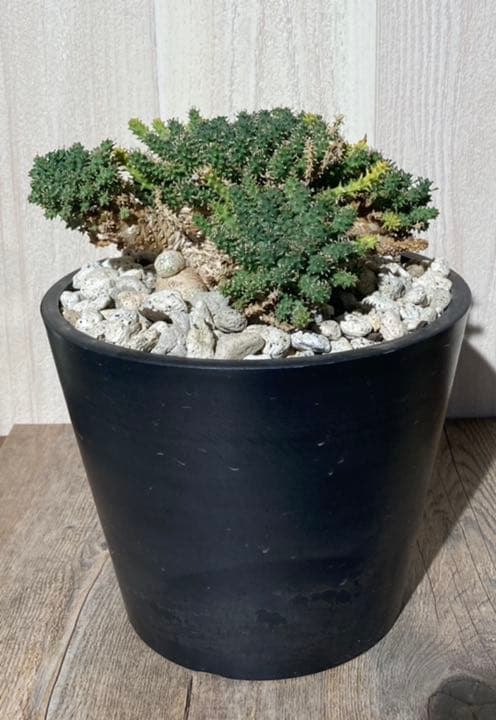 ユーフォルビア　アトロビリディス　　「レア、大株」