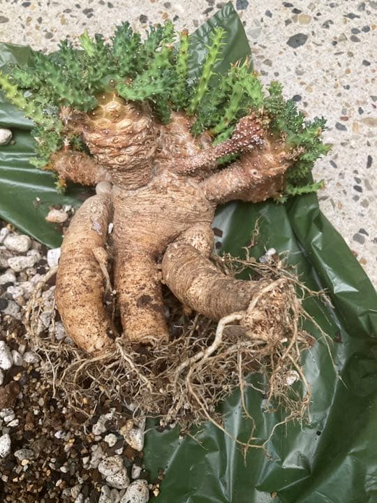 ユーフォルビア　アトロビリディス　　「レア、大株」