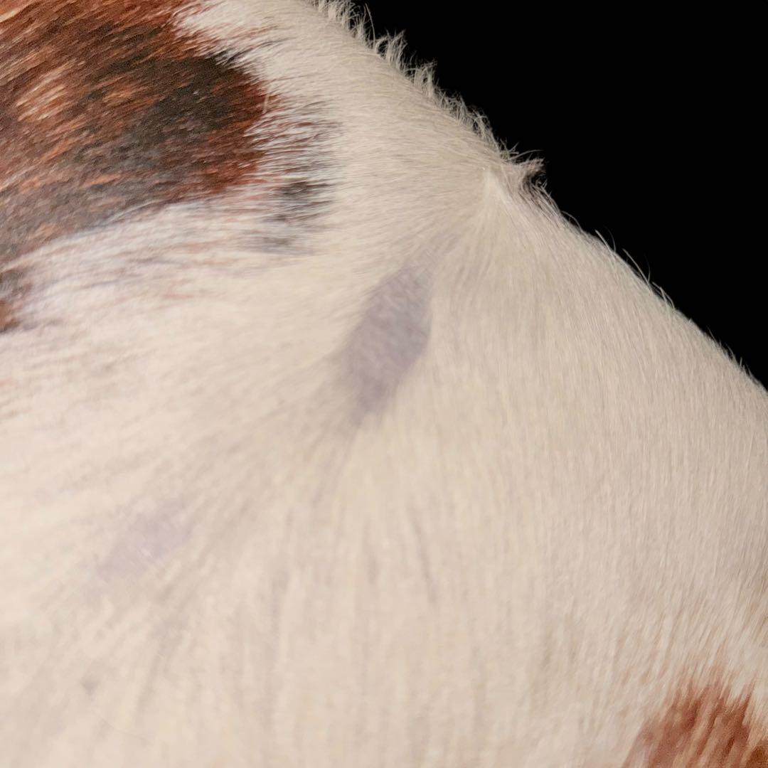 【牛革】ハラコスツール 正方形 可愛い お洒落 チェア 置物 インテリア 自然体