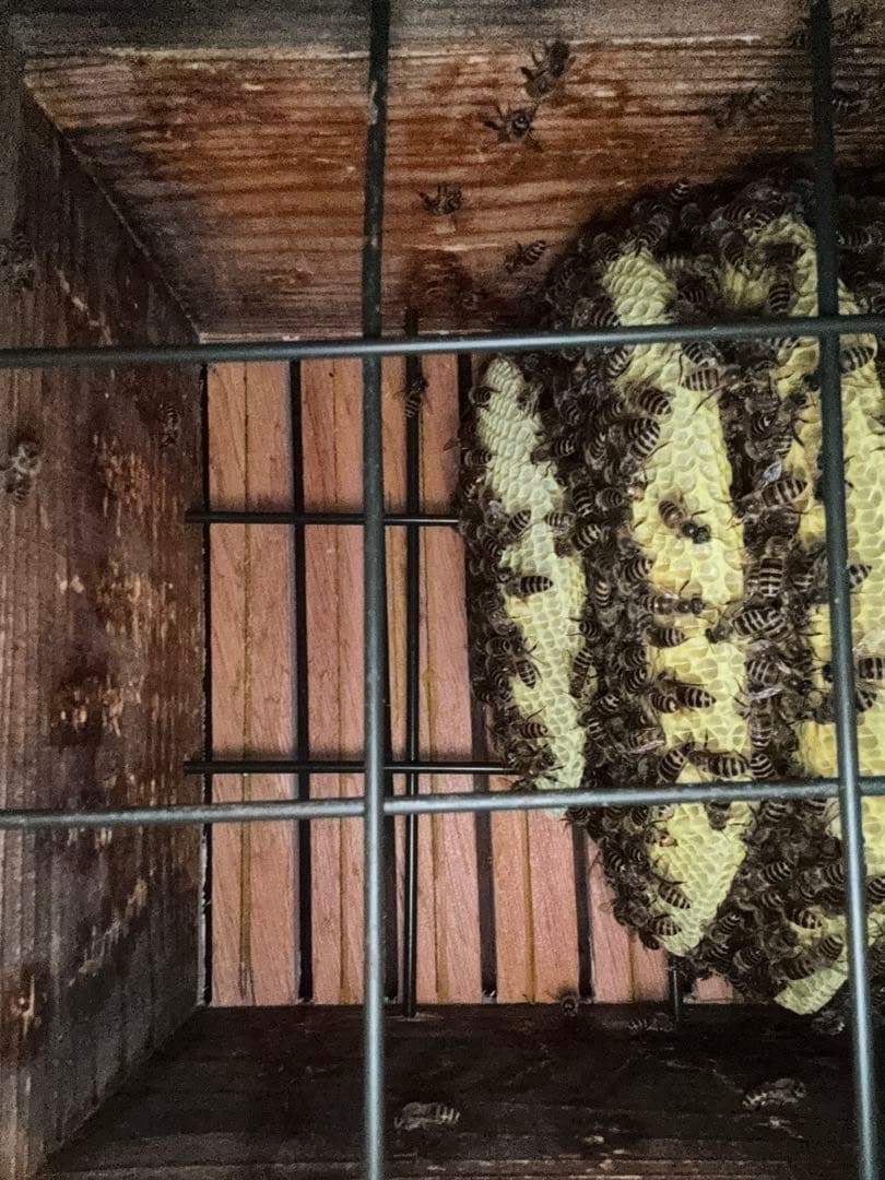 日本蜜蜂 重箱式巣箱4段 スライド底板 t付巣門台座　スノコ付き　セット割有