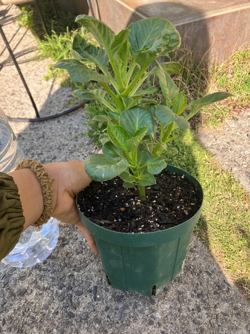 ダリアカフェオレc花苗　超希少　3／24撮影