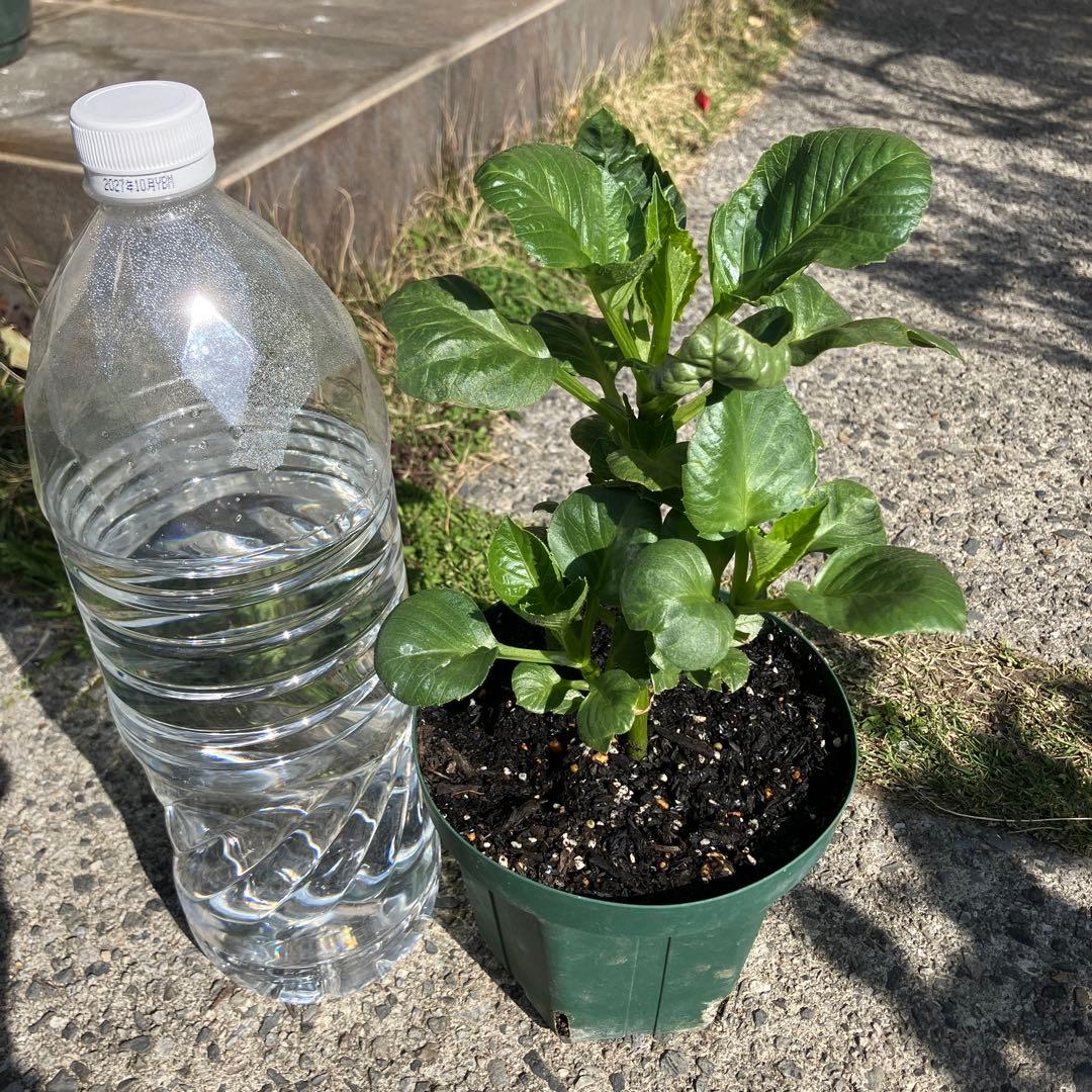 ダリアカフェオレc花苗　超希少　3／24撮影