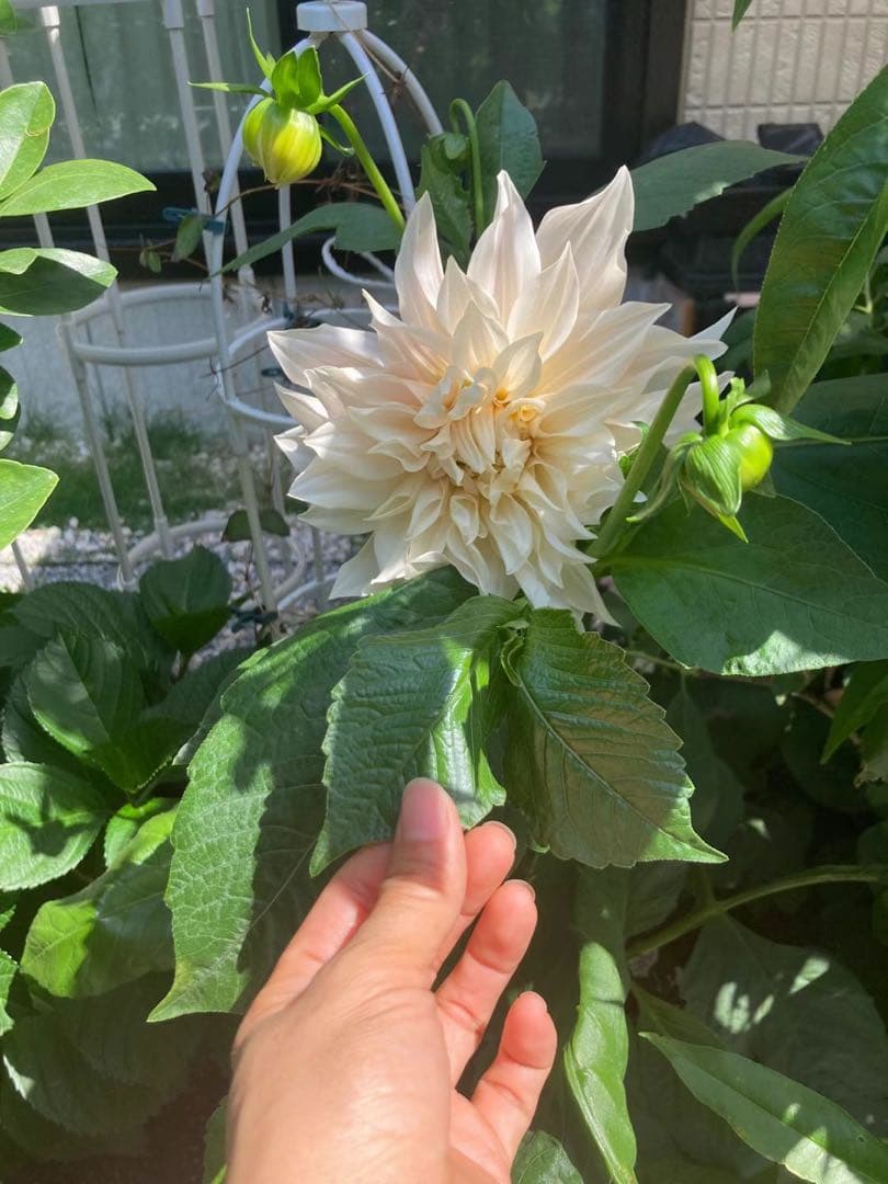 ダリアカフェオレc花苗　超希少　3／24撮影