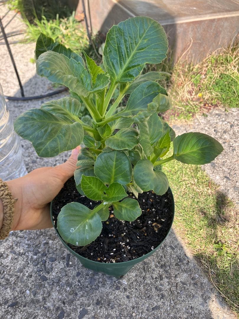 ダリアカフェオレc花苗　超希少　3／24撮影