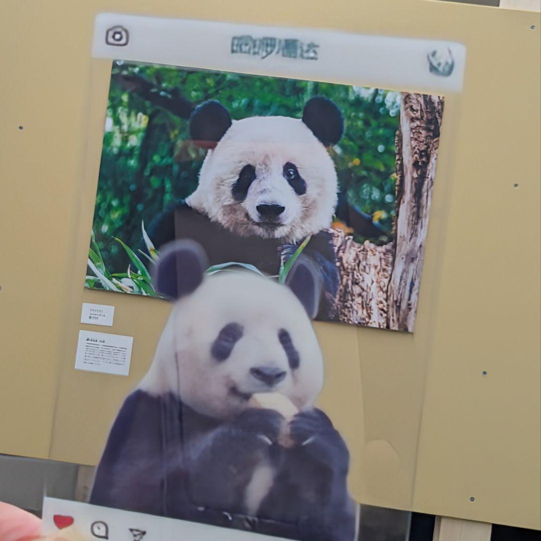 シャンシャンBirthday♡グッズ・コスチュームお買い上げの方へのプレゼント☆