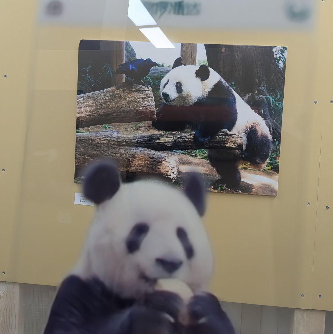 シャンシャンBirthday♡グッズ・コスチュームお買い上げの方へのプレゼント☆