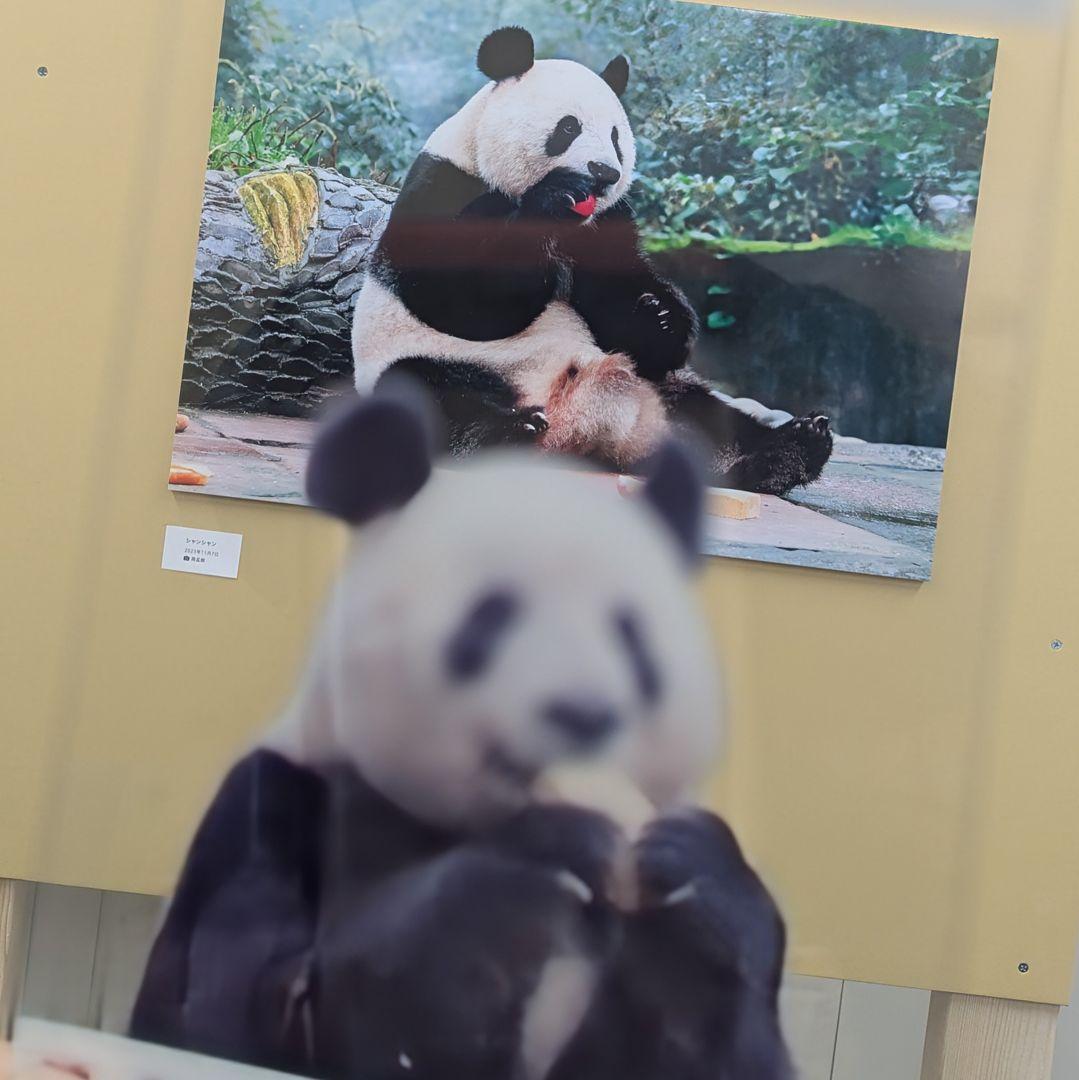 シャンシャンBirthday♡グッズ・コスチュームお買い上げの方へのプレゼント☆