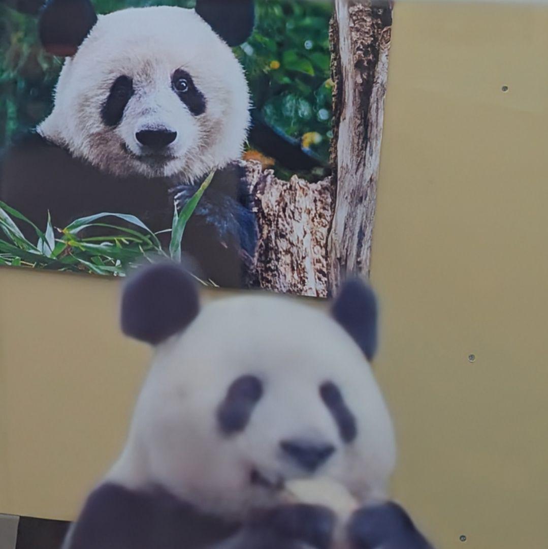 シャンシャンBirthday♡グッズ・コスチュームお買い上げの方へのプレゼント☆