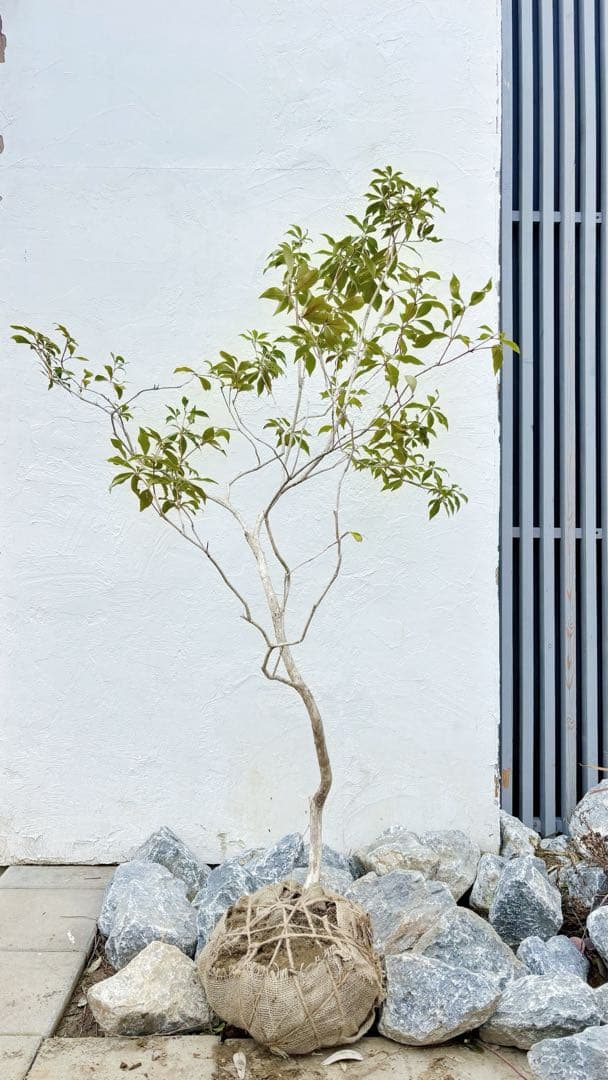 超逸品。山採りアセビ1.6M(鉢底から)品番D
