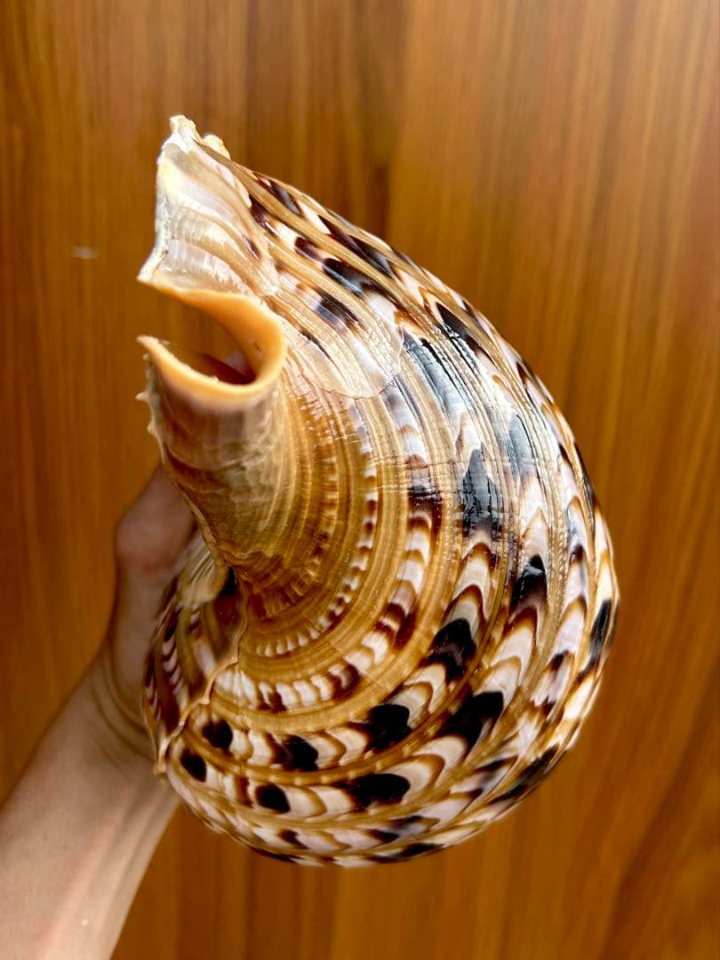 法螺貝　2個セット　(35.5cm 32.8cm)