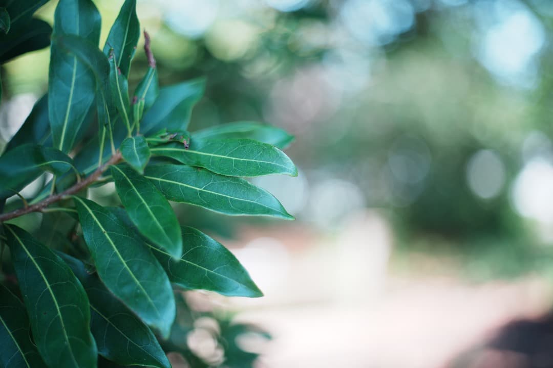 【この値段でライカ級】富岡光学製 XR RIKENON 50mm F2 573