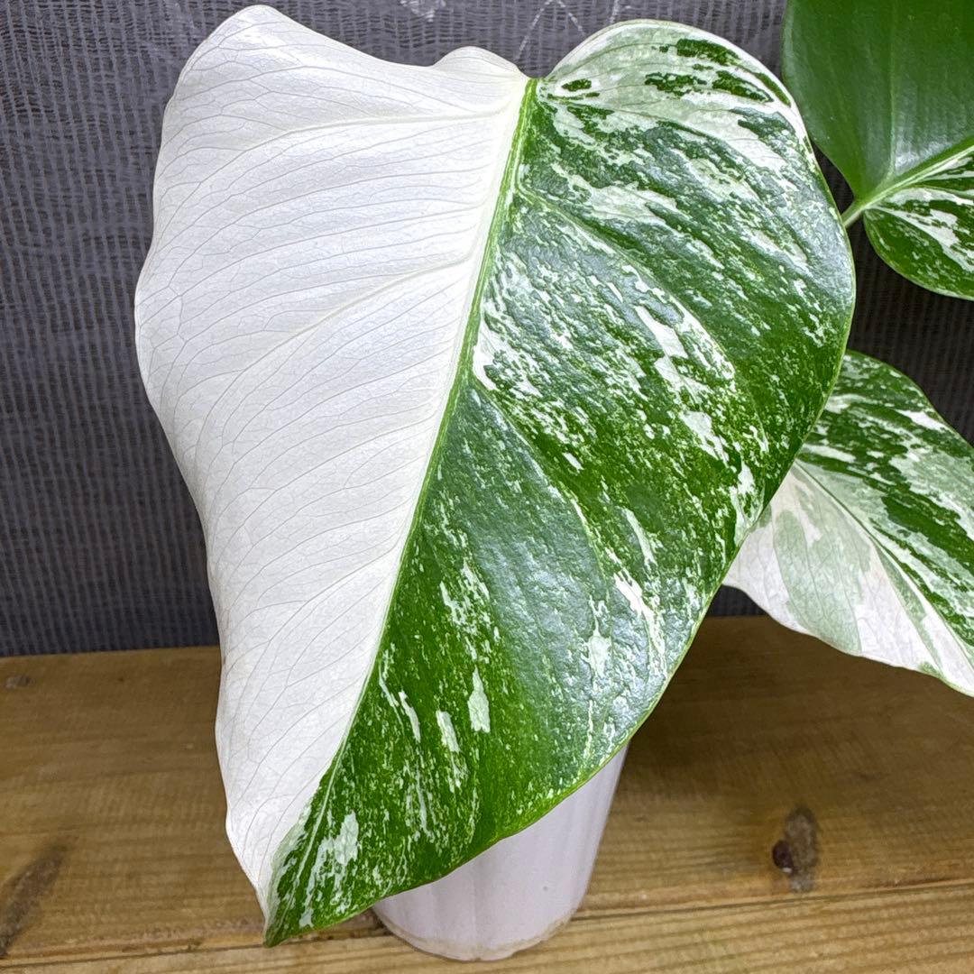 モンステラ　ボルシギアナ　ハワイ産　極斑
